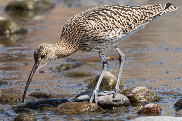 ISOKUOVILLA LUKURENGAS JA ALUMIINIRENGAS. ILMOITUS TEHTY RENGASTUSTOIMISTOON.