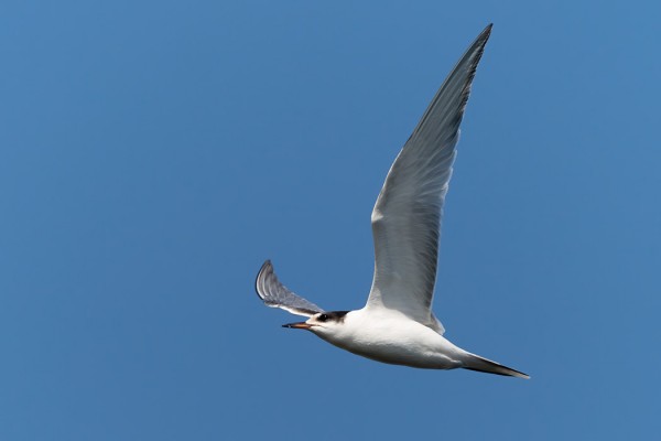 MERIMETSOJA ON NYT RUNSAASTI (Kuva: Outi Sarjakoski) JA VIIMEISIÄ KALA- JA LAPINTIIROJA MATKAA ETELÄÄN