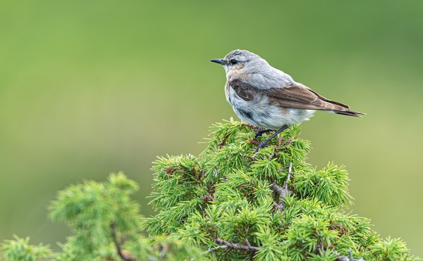 PESIVÄT KIVITASKUT OVAT YHÄ SAARESSA