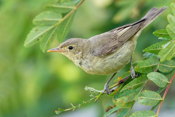 KULTARINTA LIIKKUU EDELLEEN PIHAPIIRISSÄMME