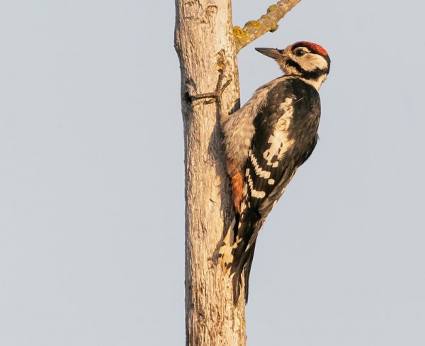 JOKUNEN KÄPYTIKKA SILLOIN TÄLLÖIN - EI MITÄÄN KUNNON VAELLUSTA