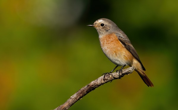 LEPPÄLINTUJEN MUUTTO ON HYVÄSSÄ VAUHDISSA