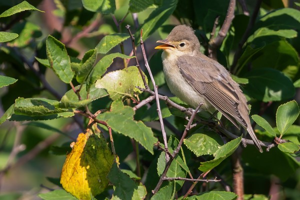 LUHTAKERTTUNEN NÄYTTÄYTYI JÄLLEEN MEIDÄN SAUNALLA