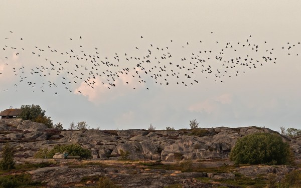 merimetso_12_Korppoo_08_19