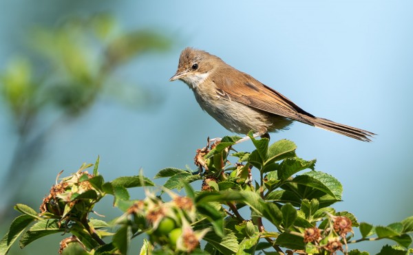 PENSASKERTTUJA NÄKYY VIELÄ LÄHES PÄIVITTÄIN