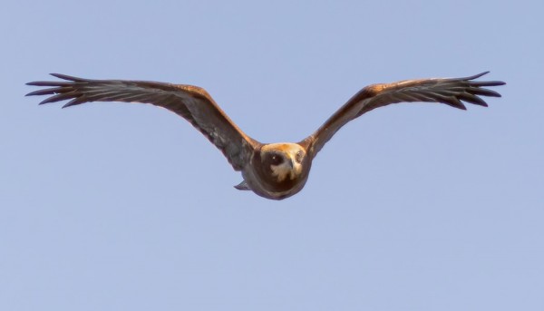 NUORIA RUSKOSUOHAUKKOJA ON NÄKYNYT USEITA