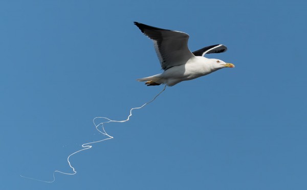 SELKÄLOKKI OLI TÄTÄ MIELTÄ SYKSYN LÄHESTYMISESTÄ