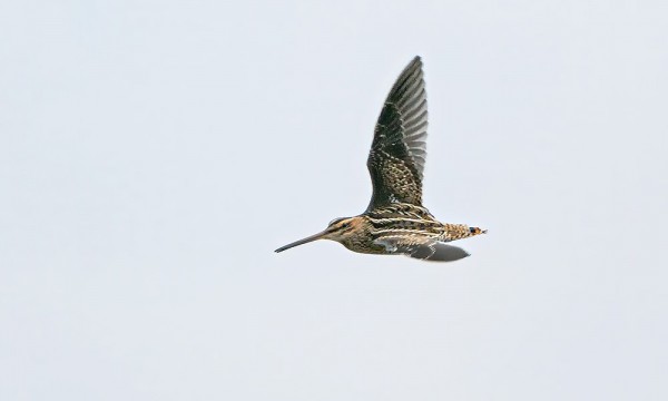 TUULIHAUKKOJEN JA TAIVAANVUOHIEN MUUTTO ON ALKANUT
