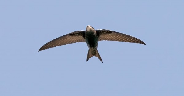 TERVAPÄÄSKYJÄ MATKAA HILJALLEEN ETELÄÄN PÄIN