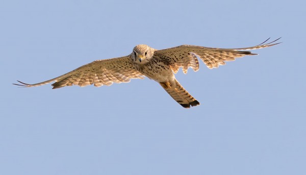 tuulihaukka_01_Korppoo_08_19