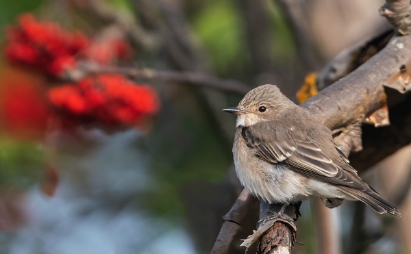 USEAMPIA HARMAASIEPPOJA ON VIELÄ SAARESSA