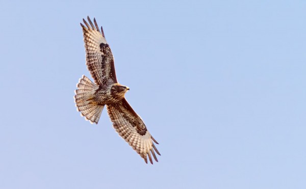HIIRIHAUKKOJA UTÖSSÄ NÄKEE AINA NIUKASTI