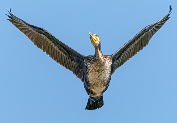 MERIMETSOJA ON NYT PALJON MUUTTAVANA