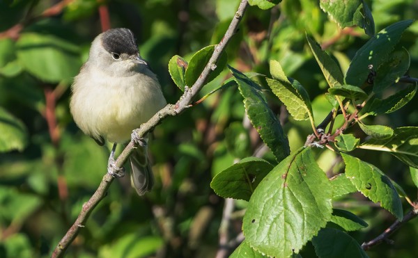 MUSTAPÄÄKERTTUJEN SYYSMUUTTO ON KÄYNNISSÄ
