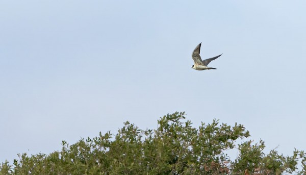 MUUTTOHAUKKA VIILETTI VAUHDILLA LÄNTEEN