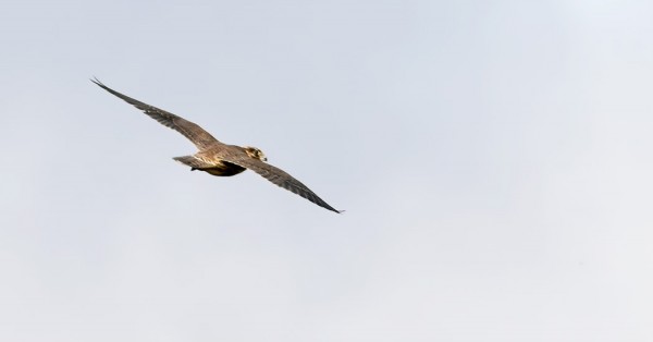 VÄHÄN HARVINAISEMPIEN LINTUJEN KUVAUS EI LÄHESKÄÄN AINA ONNISTU JA HUONOJA KUVIA HARVOIN NÄYTETÄÄNKÄÄN. TEHDÄÄN POIKKEUS: TÄSSÄ TÄMÄNPÄIVÄINEN TAIGAUUNILINTU JA EILINEN NUORI MUUTTOHAUKKA - ENEMMÄN "TAIDEKUVIA"...