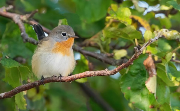 PIKKUSIEPPOKOIRAS ON AINA YHTÄ SYMPAATTINEN