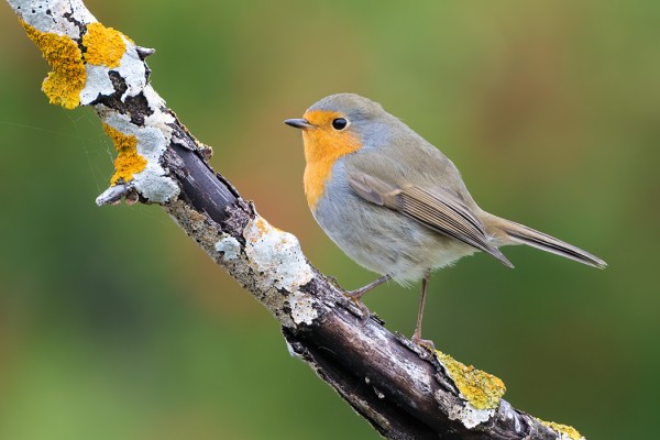 PUNARINTA SOINTUU YMPÄRISTÖN VÄREIHIN