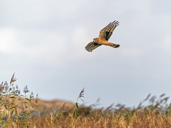 SINISUOHAUKKOJEN PÄÄMUUTTO ON KÄSILLÄ