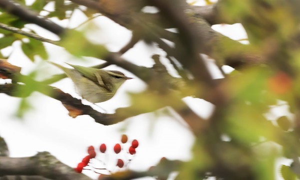 taigauunilintu_01_Korppoo_09_19