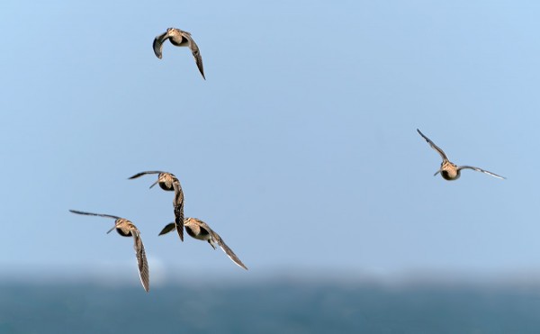 TAIVAANVUOHIA PIKKU PARVESSA