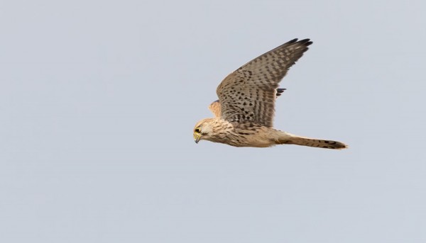 TUULIHAUKKOJA RIITTÄÄ