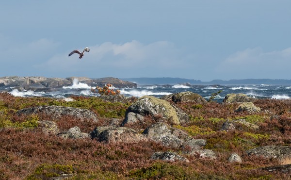 SYKSY ON TUULISTA AIKAA - TUULIHAUKKA (Kuva: Outi Sarjakoski)