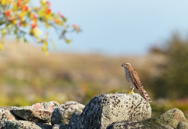 VARPUSHAUKKA ON ELOKUUN LOPUN YLEISIN PETOLINTU