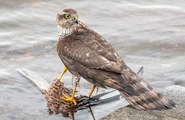 OUTI KUVASI HIENON SARJAN VARPUSHAUKASTA, JOKA SAALISTI JA HUKUTTI TUULIHAUKAN