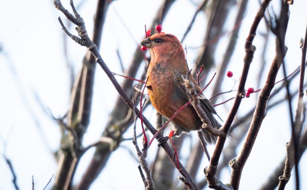 Jukka Brunell näki ja kuvasi koiras taviokuurnan Gamla Postenilla - edellinen oli saaressa 5 vuotta sitten.
