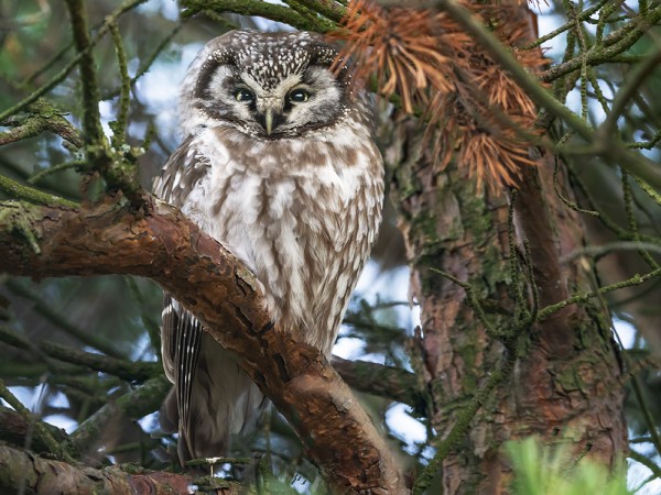 SYKSYN KOLMAS HELMIPÖLLÖ GAMLA POSTENIN MÄNNYISSÄ