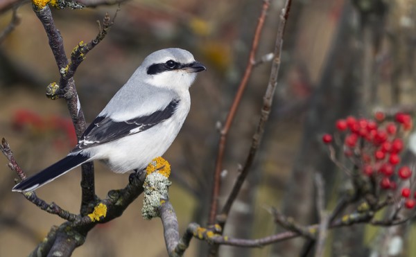 isolepinkainen_03_Korppoo_10_19