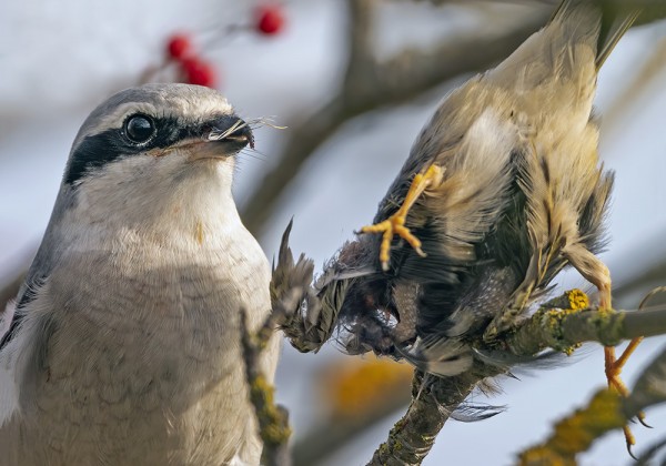 ISOLEPINKÄINEN ON PYYDYSTÄNYT NIITTYKIRVISEN ATERIAKSEEN