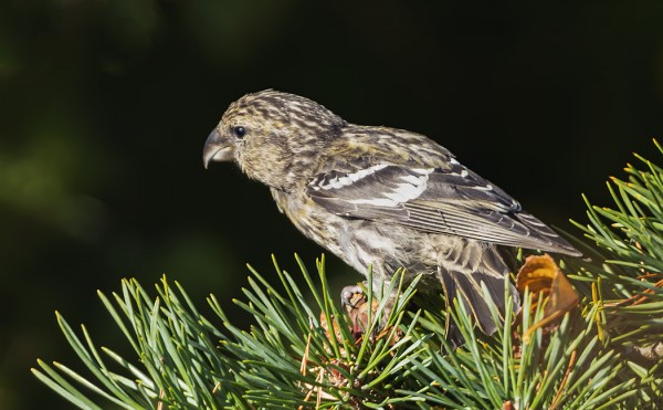 NUORI KIRJOLOXIA NÄHTIIN