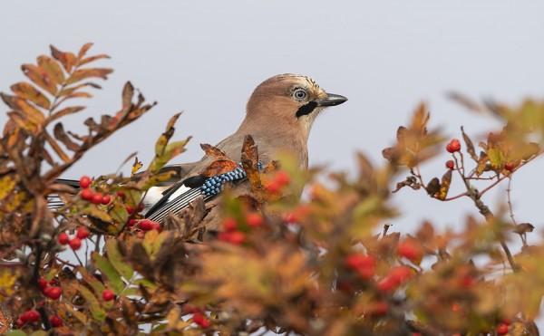NÄRHIVAELLUS ULOTTUU JO UTÖHÖN SAAKKA