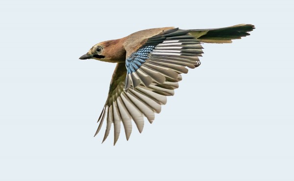 NÄRHIÄ SAAPUI UTÖN ENNÄTYSMÄÄRÄ