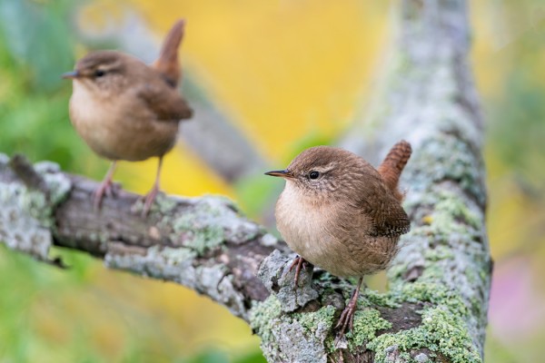 PEUKALOISTEN SYYSMUUTTO ON NYT HYVÄSSÄ VAUHDISSA
