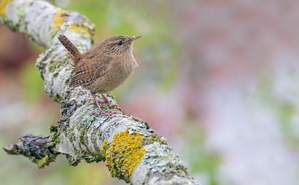 PEUKALOISIA ON OLLUT RUNSAASTI VIIME PÄIVINÄ
