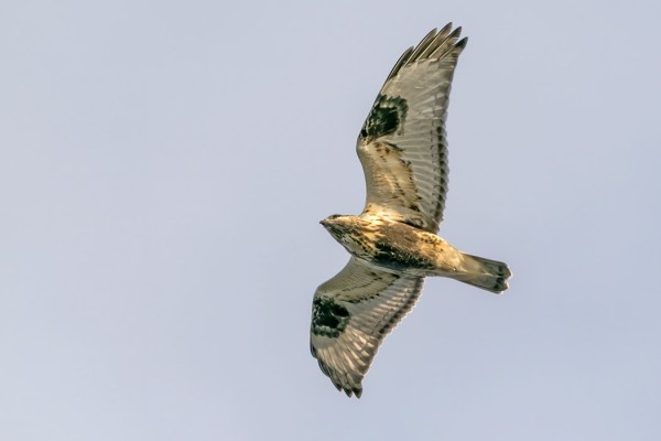 JOITAKIN PIEKANOITA ON MATKANNUT ETELÄÄN