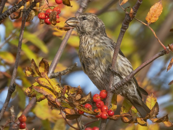 PIKKUKÄPYLINTUJA ON OLLUT VÄHÄN TÄNÄ SYKSYNÄ
