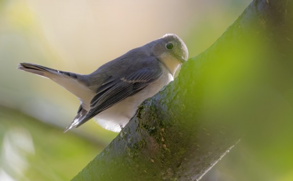 PIKKUSIEPOT EIVÄT OLE NYT MINULLE OIKEIN POSEERANNEET - TÄMÄN PAREMPAAN EN KYENNYT