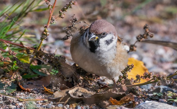 PIKKUVARPUSIA ON TUPSAHTANUT SAAREEN