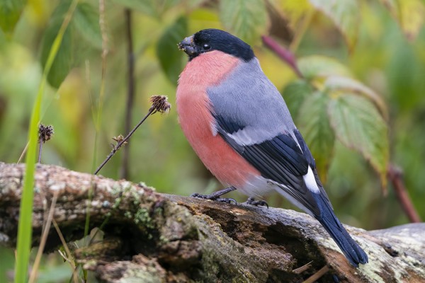 PUNATULKKUJA ON MUUTOLLA MELKO RUNSAASTI