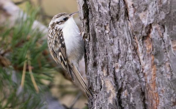 PUUKIIPIJÖIDEN MUUTTO ALKAA JO HIIPUA