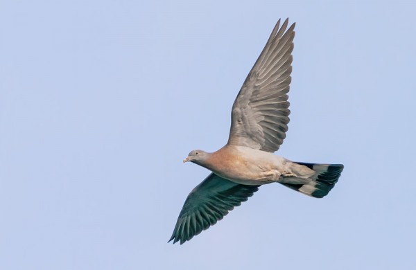 SEPELKYYHKYJÄ ON TOISTAISEKSI NÄKYNYT YLLÄTTÄVÄN VÄHÄN