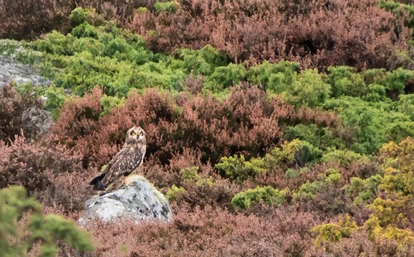 SYKSYN EKA SUOPÖLLÖ (Kuva: Outi Sarjakoski)
