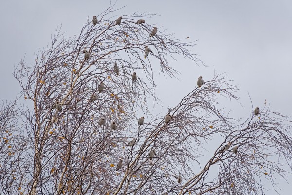 TILHIÄ ON UTÖSSÄ VIELÄ MELKO VÄHÄN