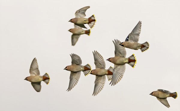 TILHET OVAT SAAPUNEET ULKOSAARISTOON SUURIN JOUKOIN