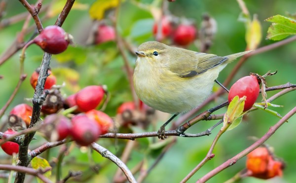 ERI TAVOIN ÄÄNTELEVIÄ TILTALTTEJA NÄKYY VIELÄ USEITA