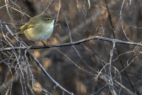TILTALTTIEN MUUTTO JATKUU YHÄ